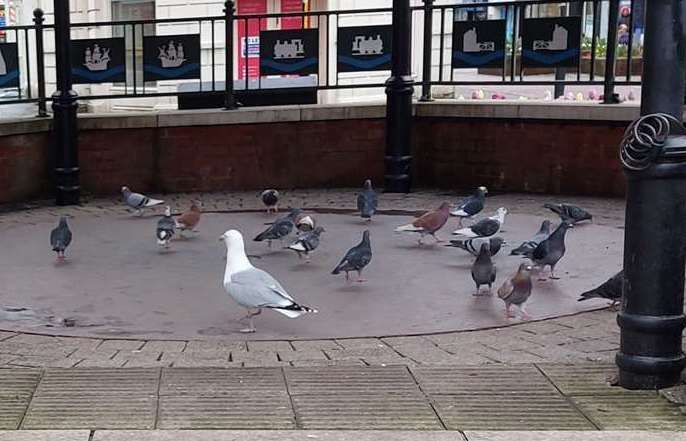 Pigeons and seagulls on Ashford bandstand