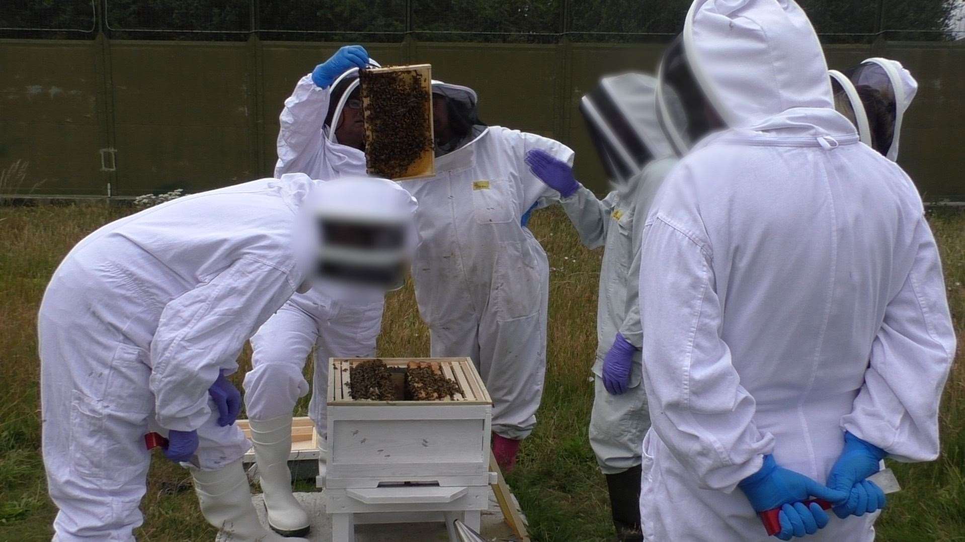 Staff and prisoners tend to the bees together once a week
