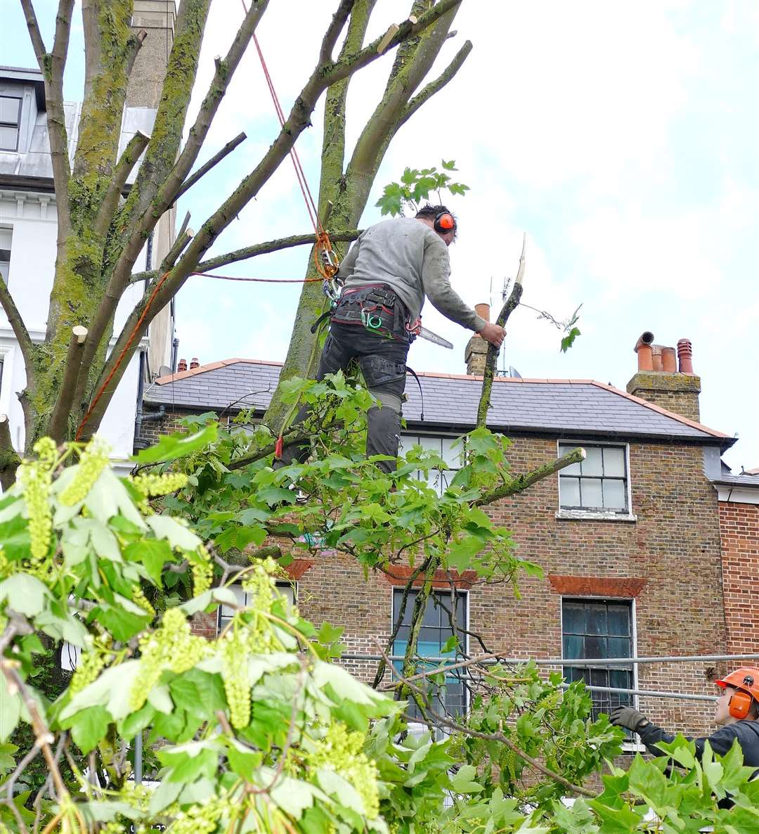 The sycamore tree being cut in Duke Street. Picture: Frank Leppard Photography