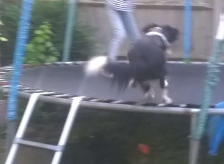 Ziggy leapt on the trampoline and bounced over the fence