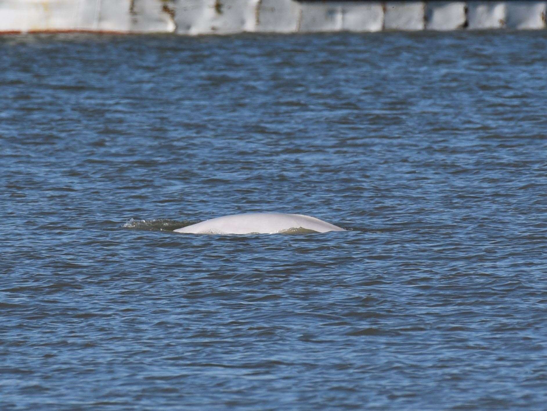 Benny surfaced near Shorne Marshes in 2018. Picture: Fraser Gray