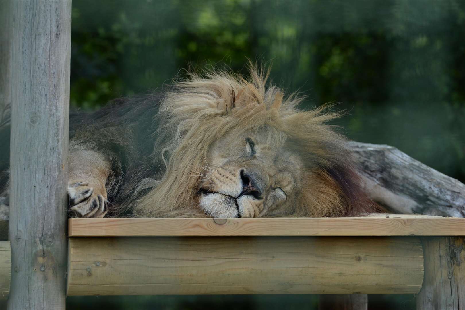 A Lion sleeps during the recent open day at the Big Cat Sanctuary, Smarden.