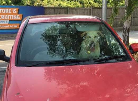 Alarmed Canterbury Residents Group urged Zoe Tyzack to smash the windows of the Corsa to release two dogs inside
