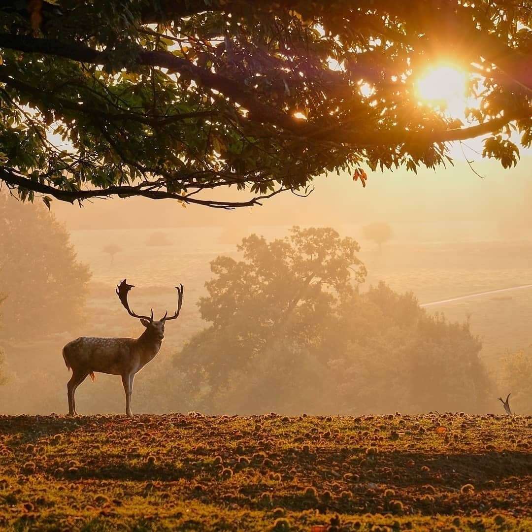 Deer at Knole Park. Picture: @capturingvisions