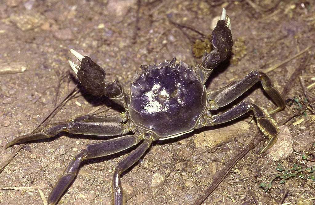 A Chinese mitten crab