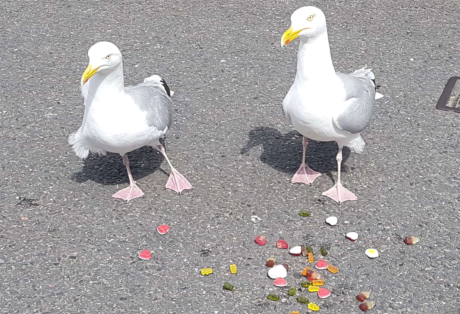 New research says staring at seagulls will make them less likely to steal your food. Picture: Kathryn Hewitt