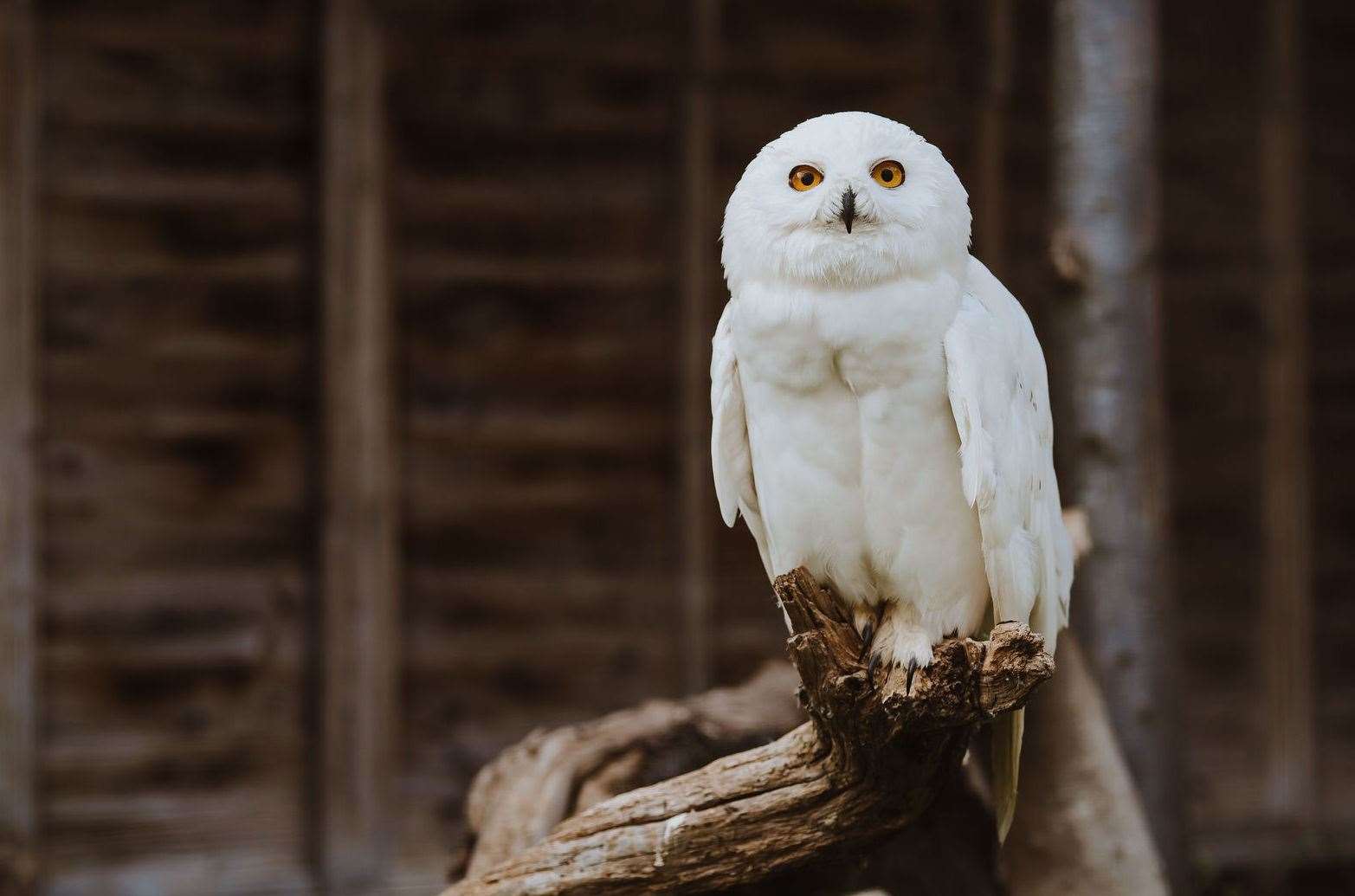 A snowy owl is among the wide range of animals cared for by the charity. Picture: Happy Endings Rescue