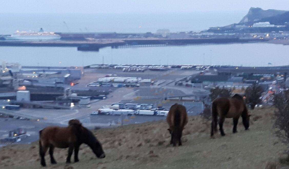 Ponies grazing on Dover's eastern cliffs. Stock image