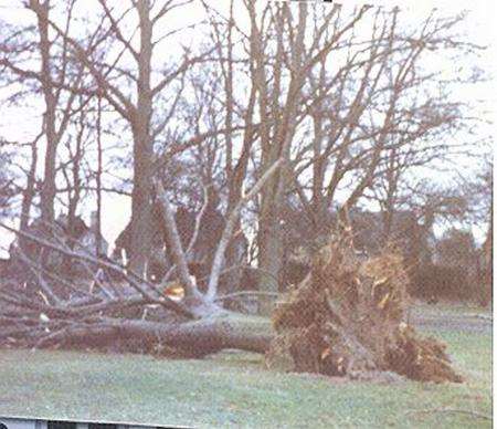 A tree down in Penenden Heath, in the 1987 storm.