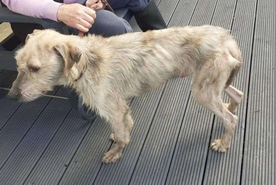 A male lurcher, called Tucker, was found straying around Keycol Hill, Bobbing, near Sittingbourne, in an 'awful condition'. Picture: Swale council's stray dog service