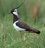 Migratory birds, such as the lapwing, are becoming scarce on Kent's marshes