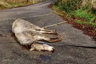 A grey warmblood horse found in Ashford in November