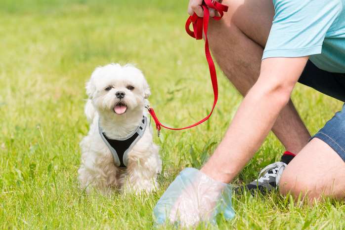 The scheme aimed to target irresponsible dog ownership. Picture: GettyImages