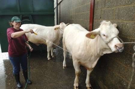Cows getting scrubbed down in preparation for the show. Pictures: John Wardley