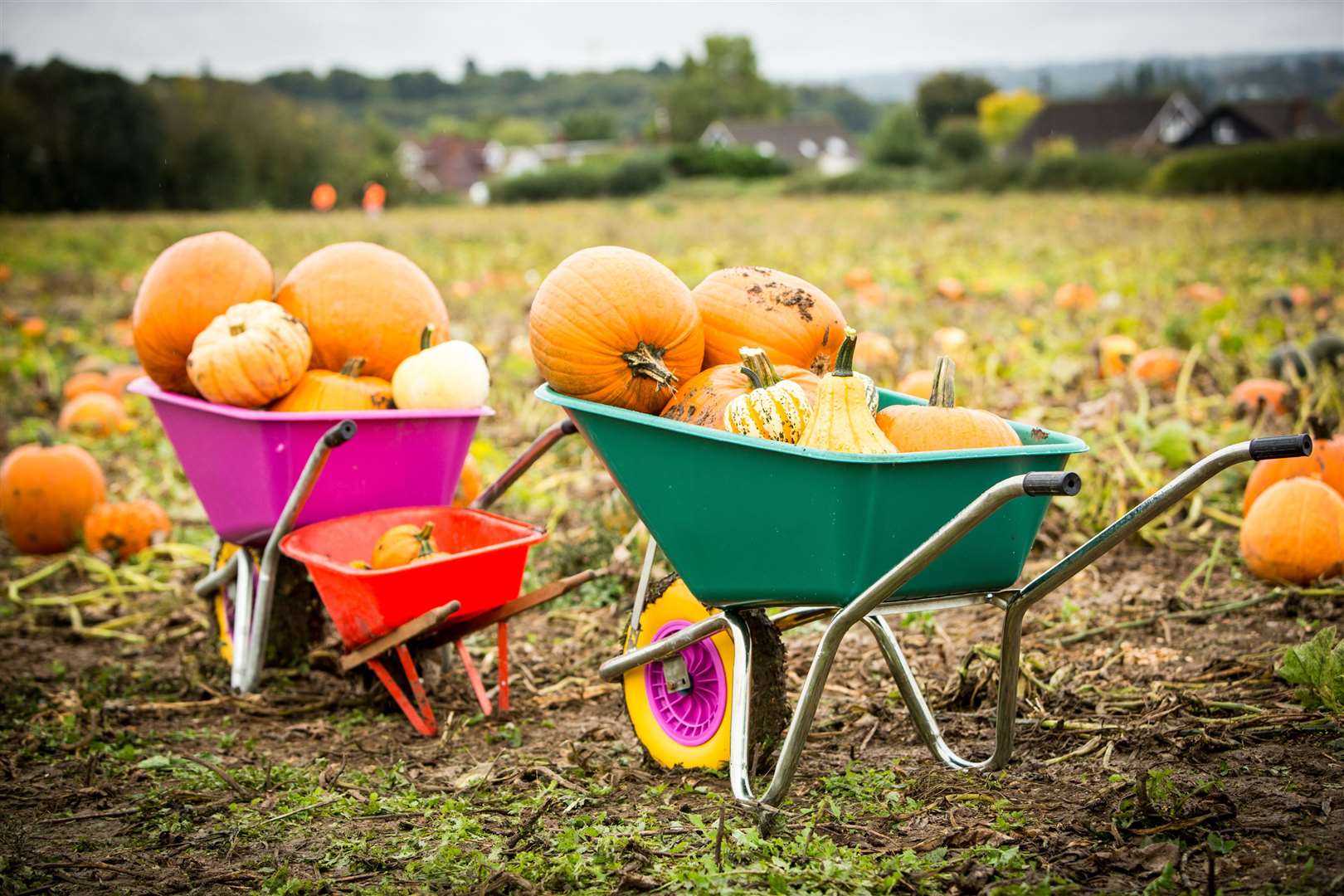 Pumpkin Moon attract visitors to their farms with maize mazes and pumpkin patches. Picture: Matthew Walker