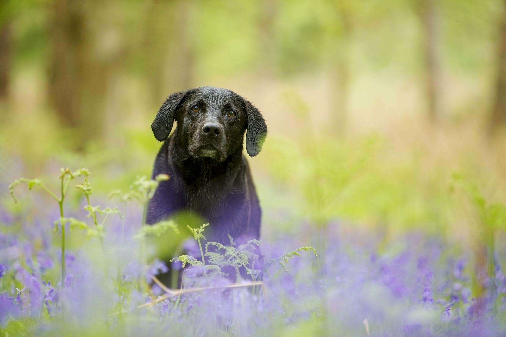 Could black labradors be responsible for most "big cat" sightings in Kent?