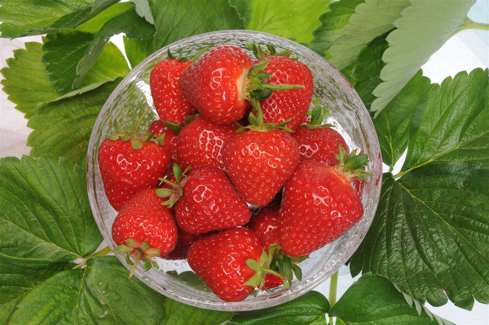 Malling Centenary strawberries are some of the soft fruits to be developed at the East Malling site. Picture: NIAB EMR