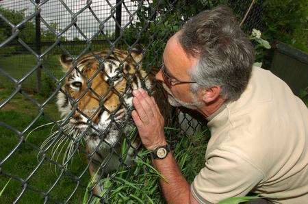 Jim Vassie - ex-head carnivore keeper, gets up close to one of his Indian Tigers.