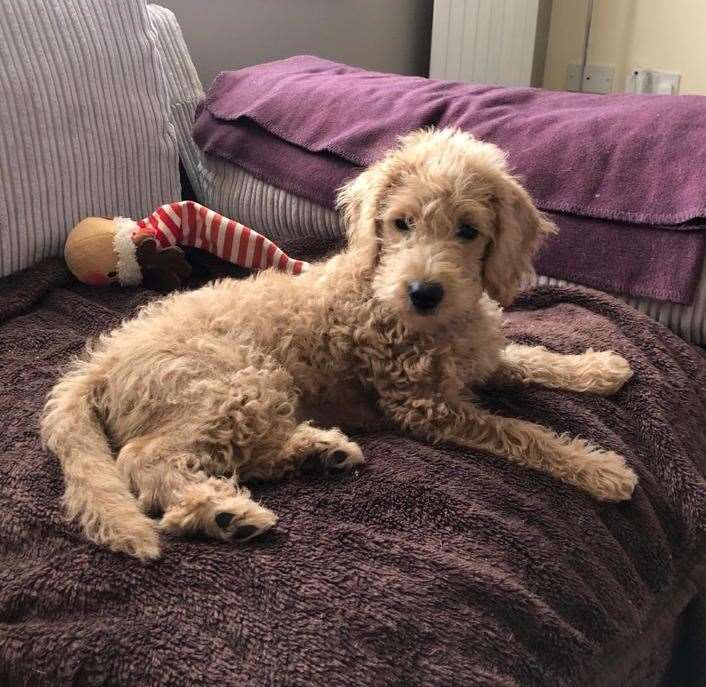 Oaty, who is a 12-week-old pup has been missing since Thursday