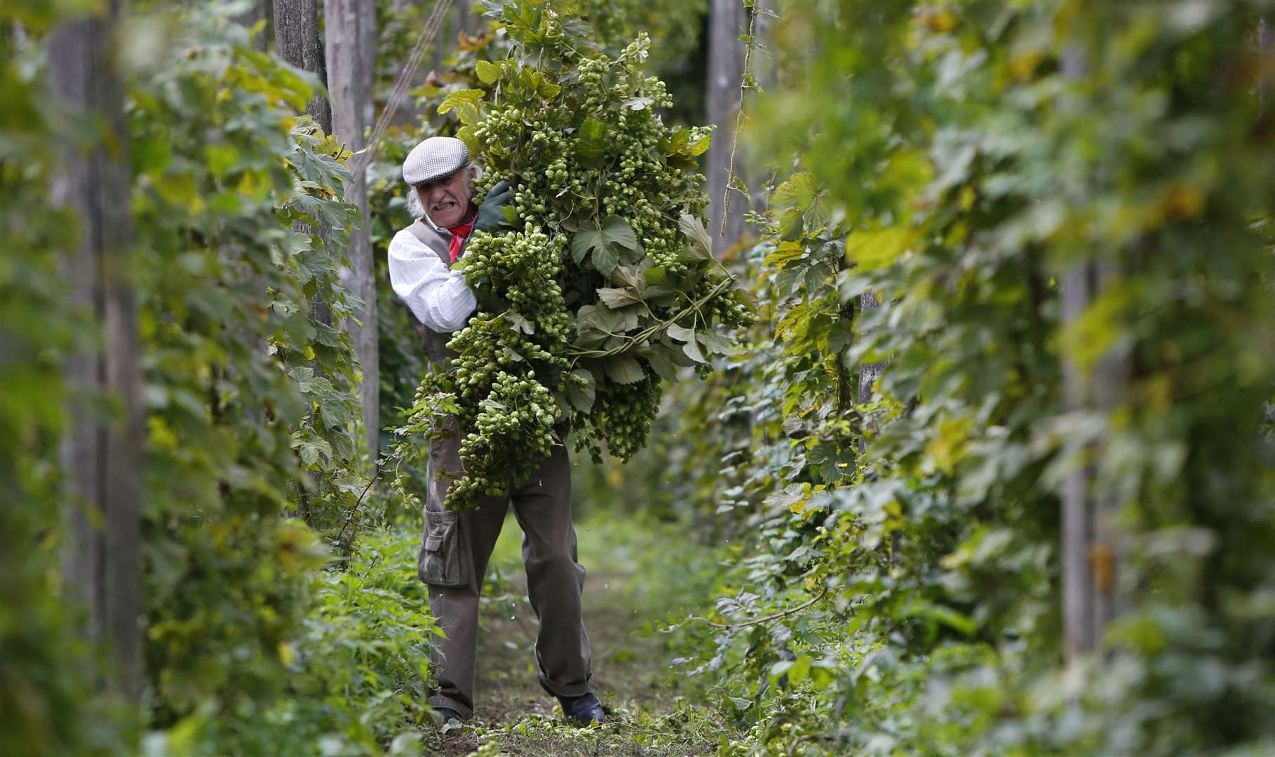 Hops are a major feature Picture: Andy Jones.