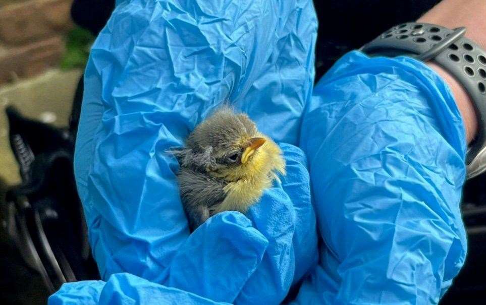 The baby bird is on the road to recovery. Picture: Kent Police Medway