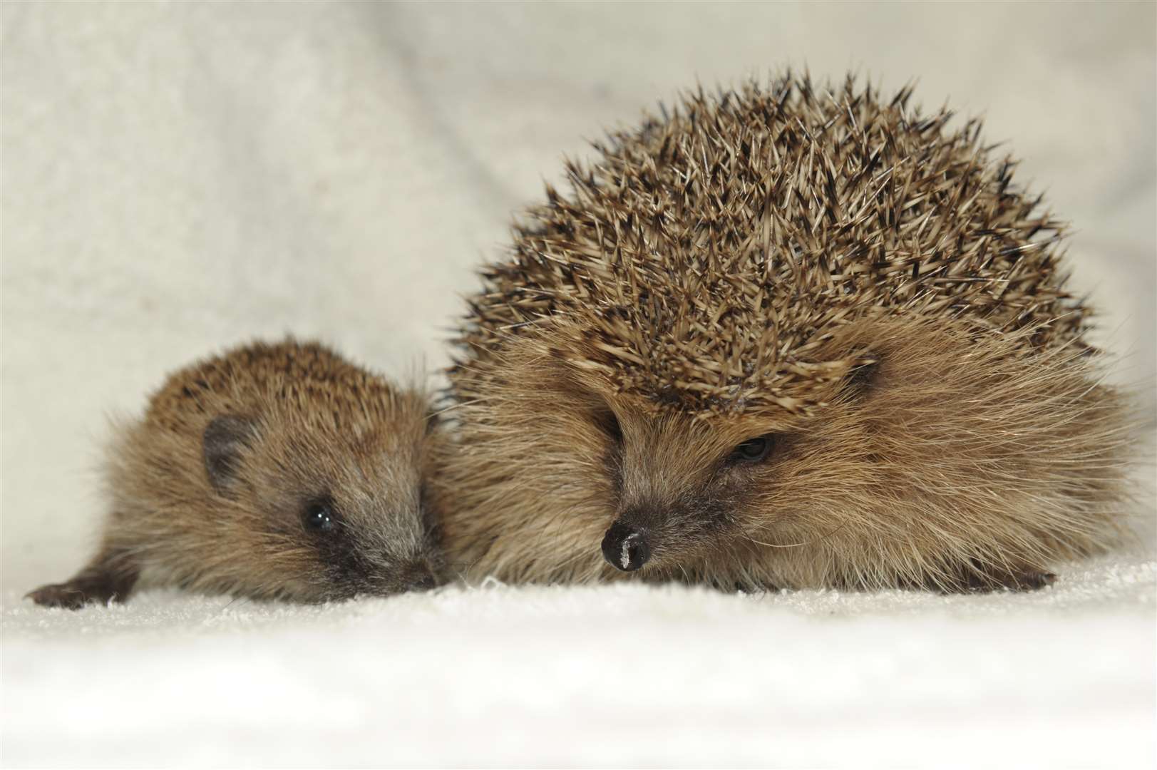 Rescued Hedgehogs