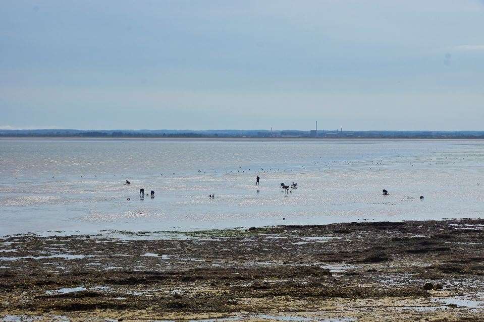 Shellfish pickers at Pegwell Bay near Ramsgate. Picture:Nik Mitchell at Wildlife Conservation in Thanet