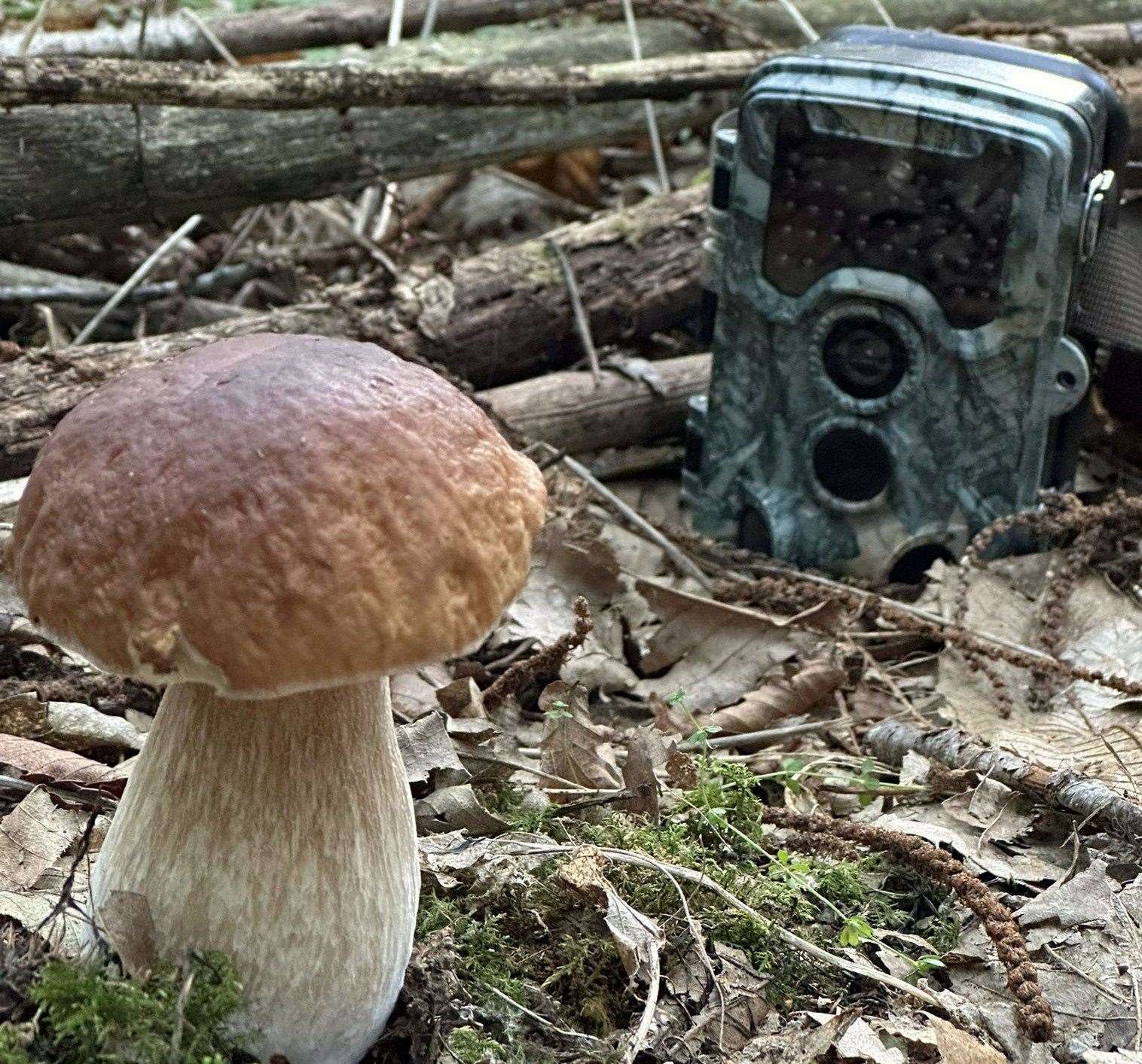 The wildlife camera setup before the mushroom was devoured. Picture: Stephen Sangster