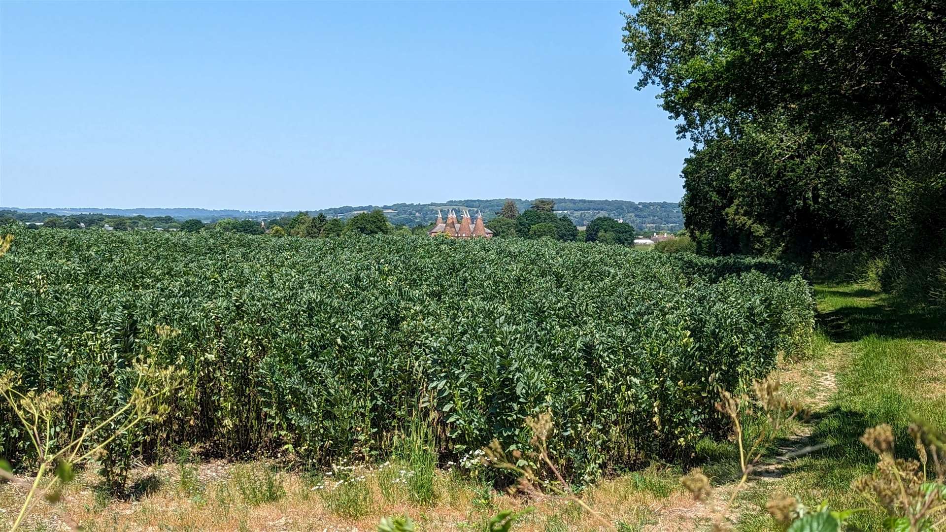 An oast house visible on the horizon
