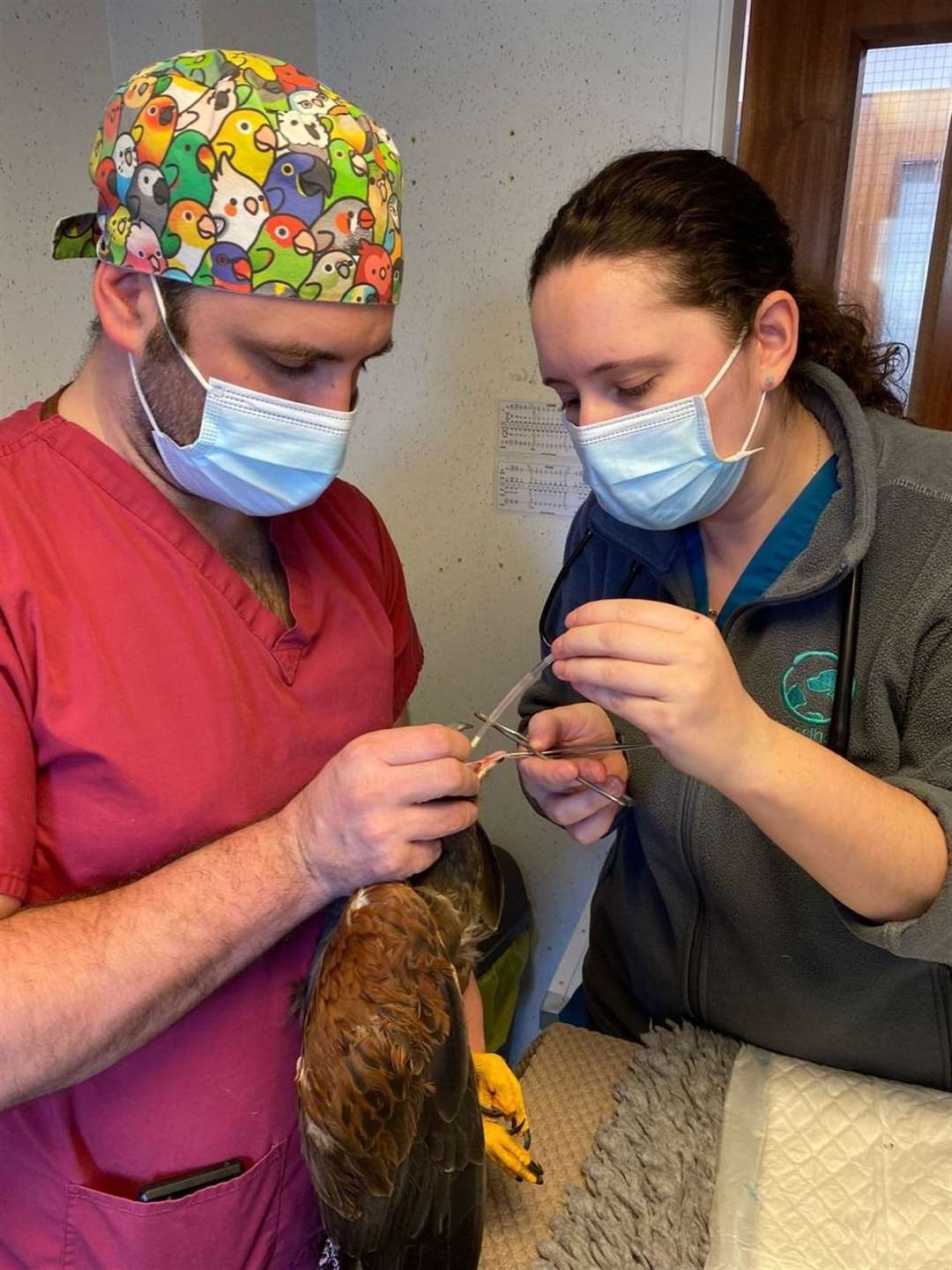 Sandhole Vets in Snodland helped Phoenix the hawk recover after being bitten by a squirrel. Picture: Sandhole Vets