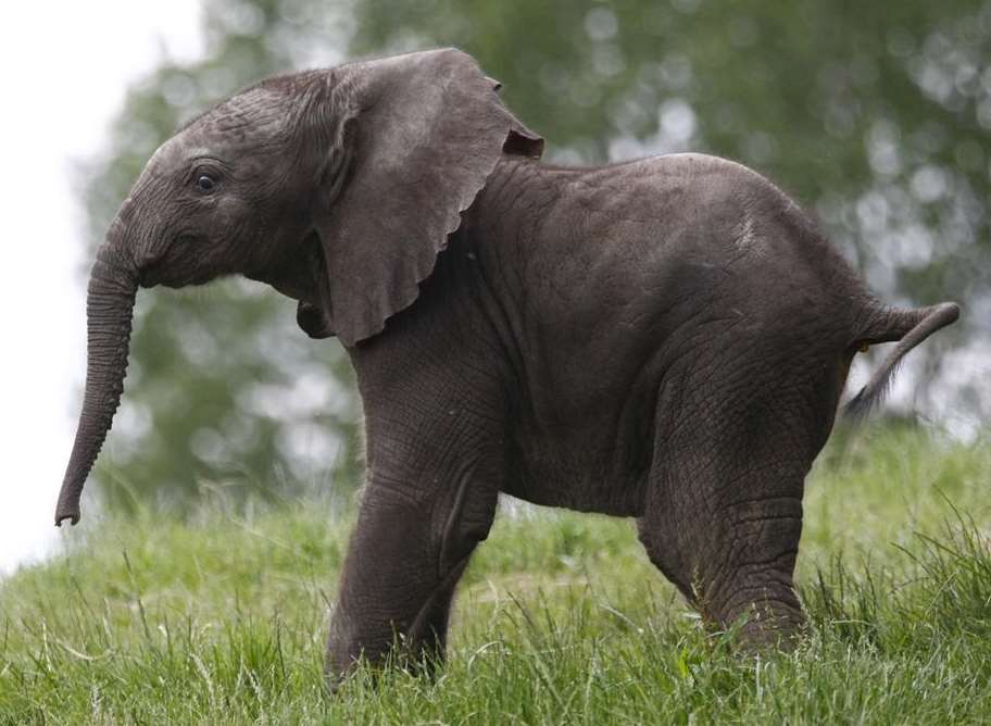 Baby elephant Mirembe