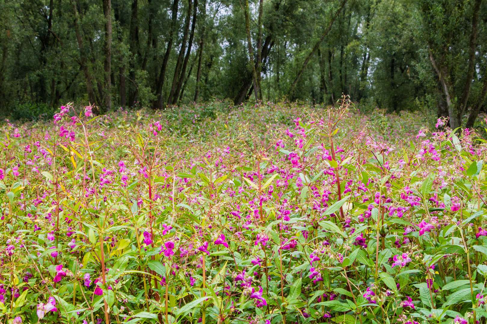 Himalayan Balsam in full pink bloom. Photo: Shutterstock