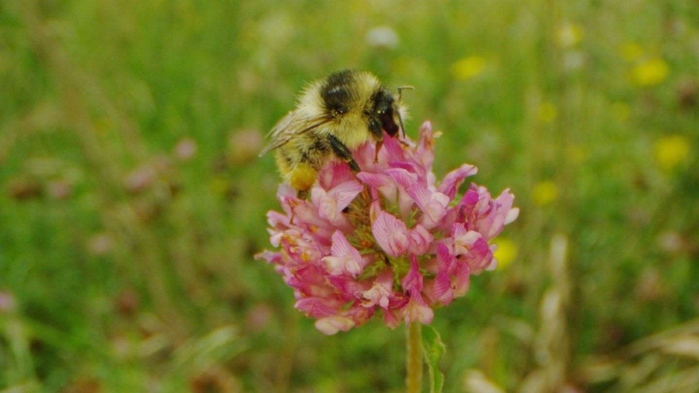 It is one of the UK's most endangered species of bee. Picture: Claire Inglis