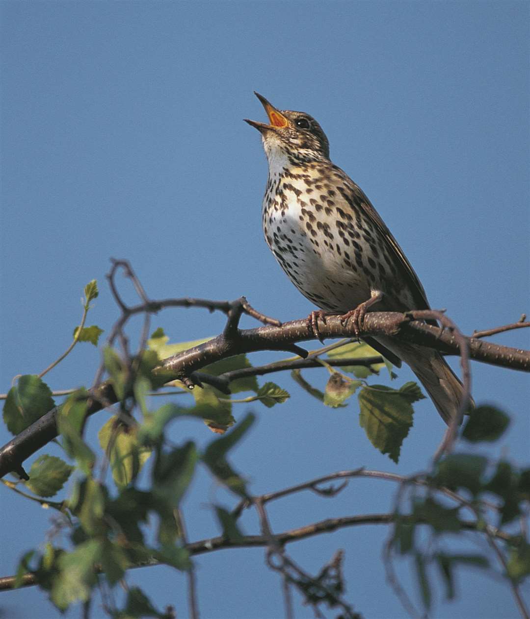 The song thrush: down to No. 21 last year in Kent. Picture: RSPB