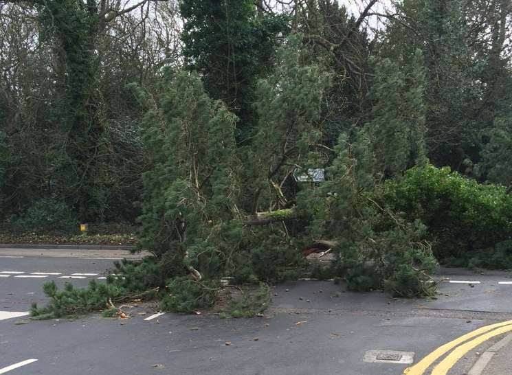 The A21 in Hildenborough was blocked by a fallen tree. Picture: Andrew Steadman