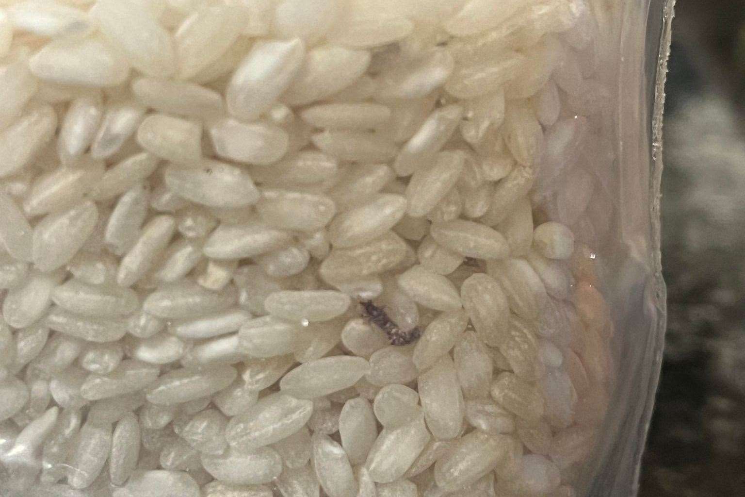 The weevils in Brad Burnett's rice. Picture: Brad Burnett