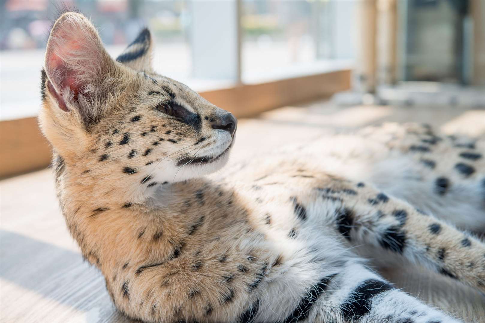 8 Savannah Cats are owned by people in Kent Picture: Born Free, iStock