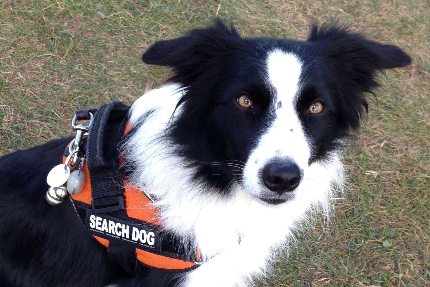 Search dog Tess. Stock image