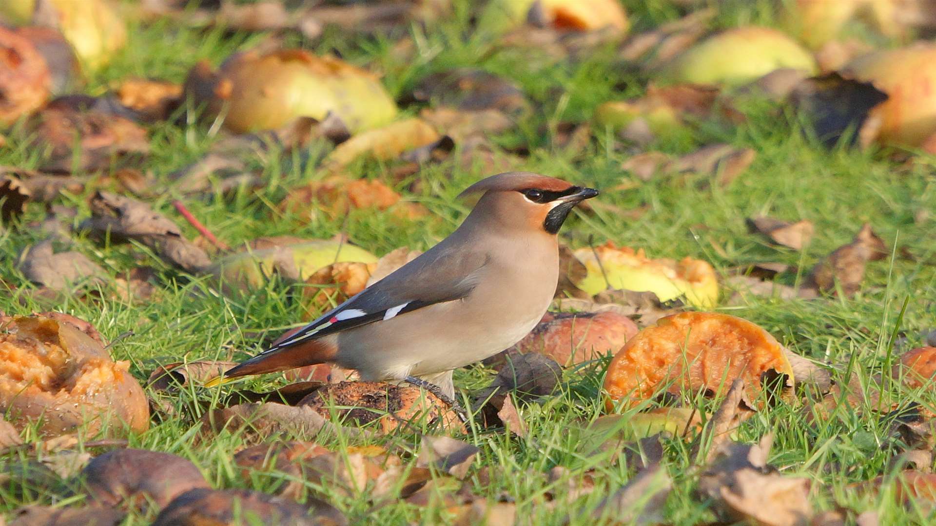 A waxwing: picture Phil Haynes