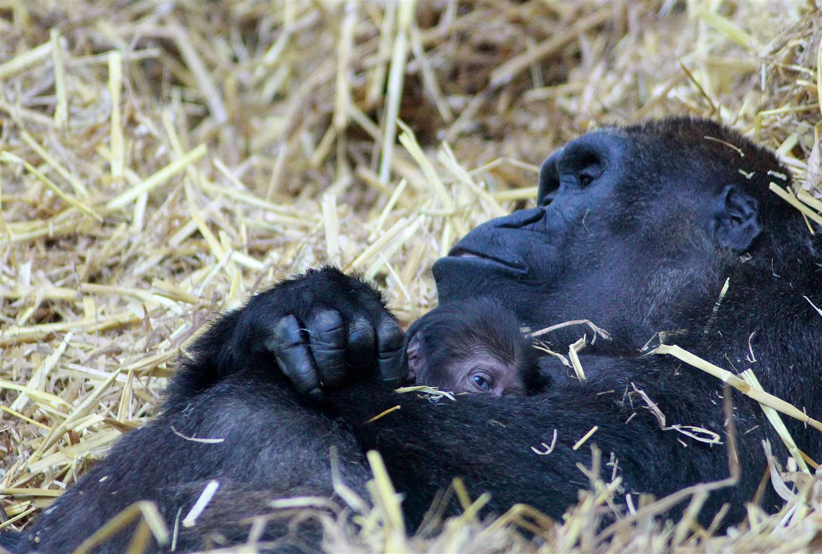 The parks are home to many animals, including this baby gorilla born at Port Lympne earlier this year. Photo: Leanne Smith