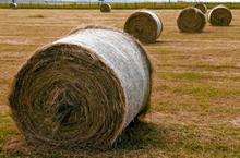 Bailed hay rolls