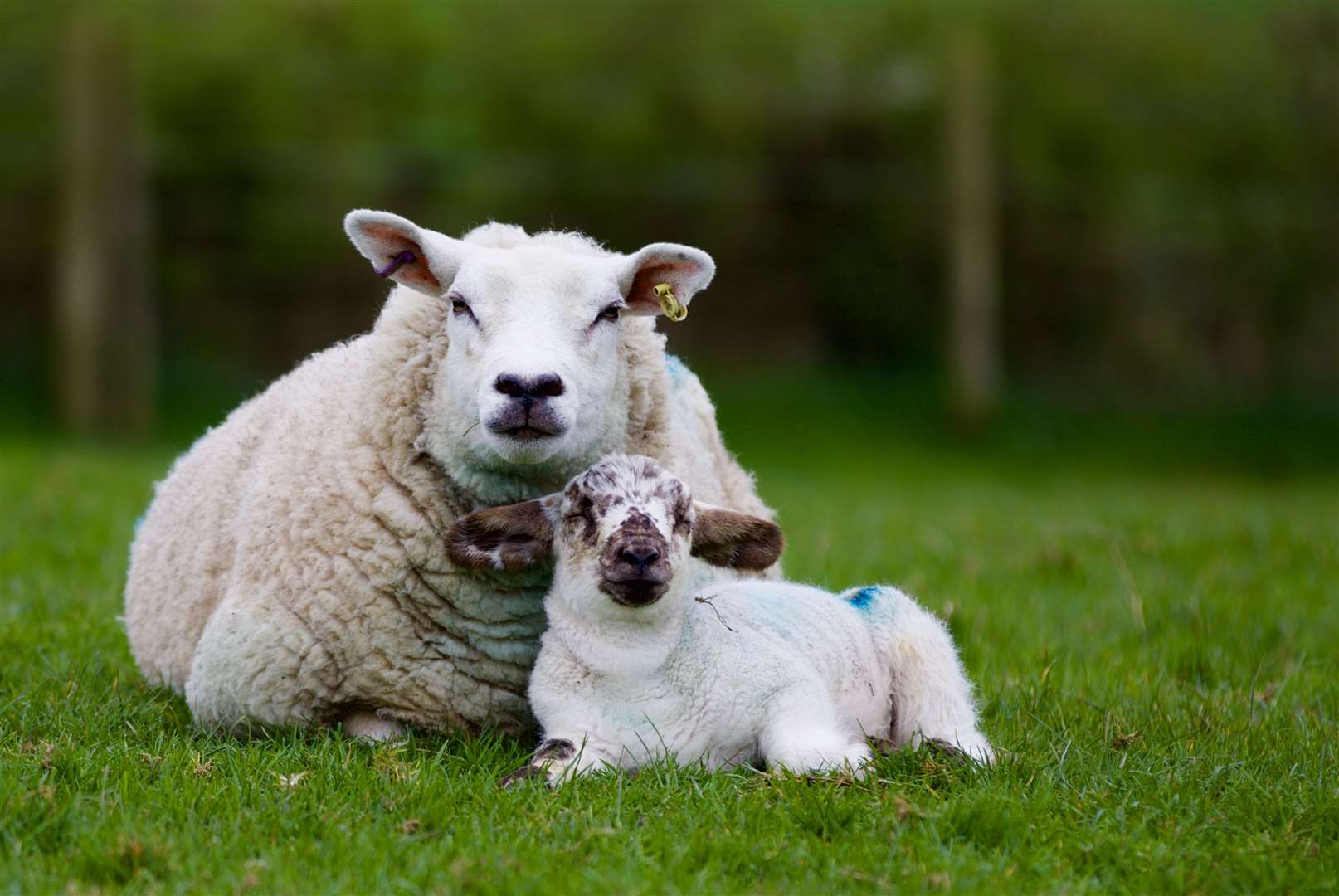 Many lambs are being put into fields for the first time. Image: iStock.