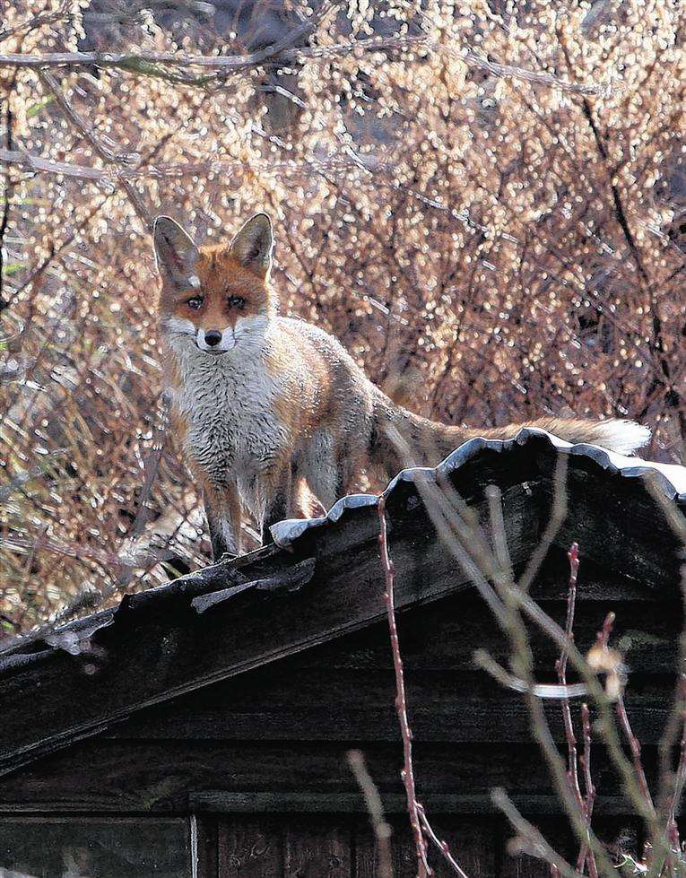 Library picture: Fox