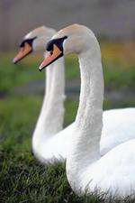 Two Mute swans. Picture: RSPB South East