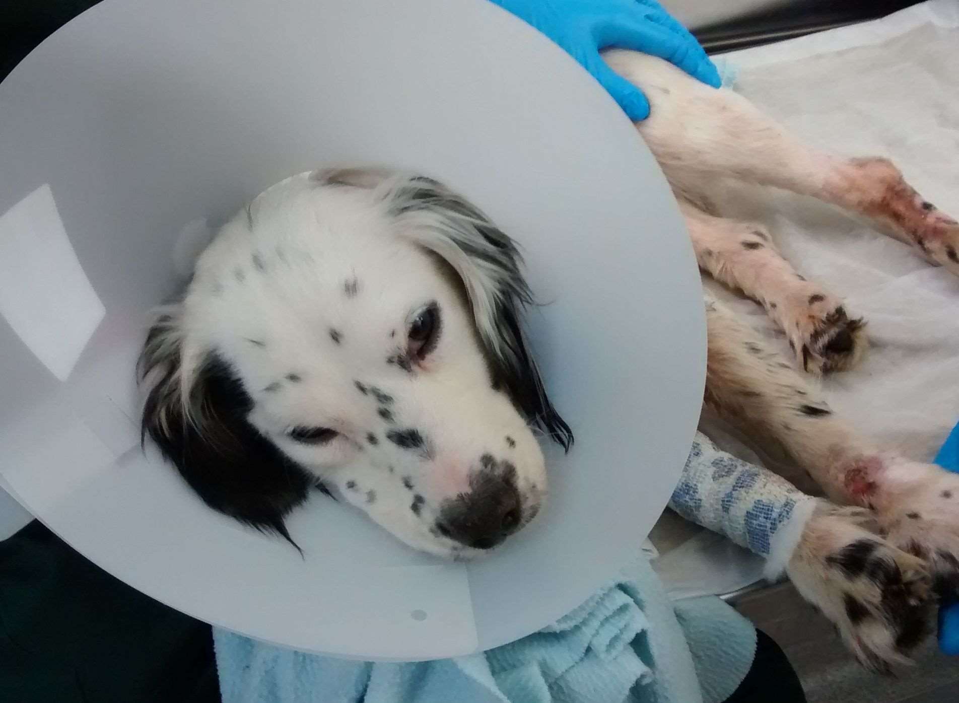The spaniel was discovered dumped in a bush and covered in wounds beside the A20 in Harrietsham. Picture: RSPCA