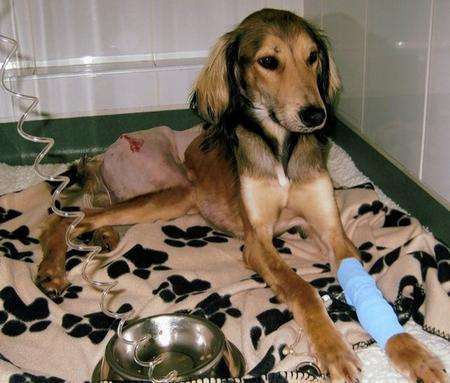 Colin the lurcher recovering after his accident on the A2 at Barham in February