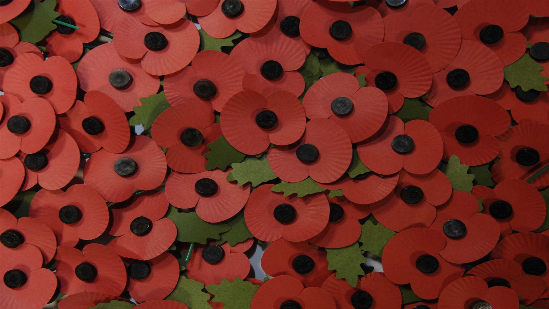 Remembrance poppies. Stock picture.