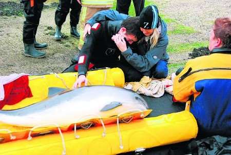 A rescuer is comforted by a colleague as they realise the stranded porpoise has to be put down