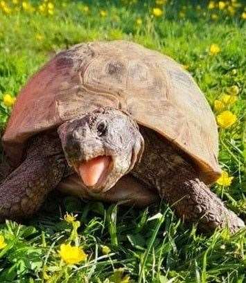 Celebrity tortoise Albert, from Gravesend. Picture: Ian Brown