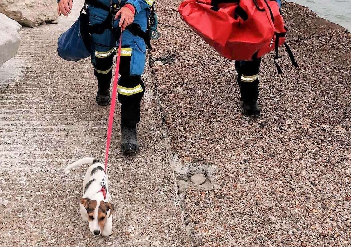 Barney was very happy to be back on solid ground. Photo: Folkestone Coastguard
